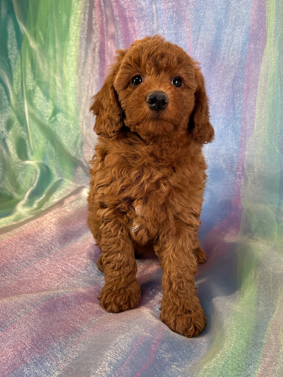 Dark Red Female Mini Golden Doodle Puppy for Sale DOB 1-8-2026 $1200